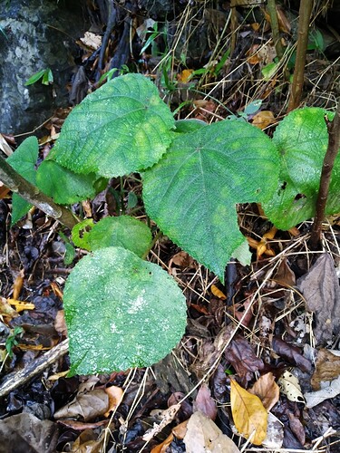 Dendrocnide_moroides_foliage_SF20326