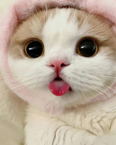 Cute Cat _ Cute Kitty