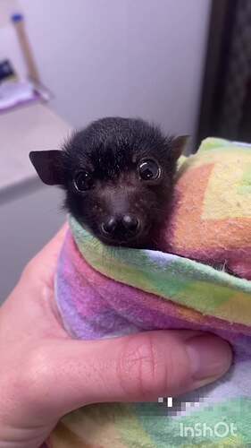 baby-bats-are-called-pups-and-they-are-adorable-v0-K9CFxi9yyXAe-PshXlMsXlo7hmJuYTL6kcTf7HvAqjI