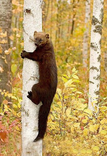 Fisher_cat_tree