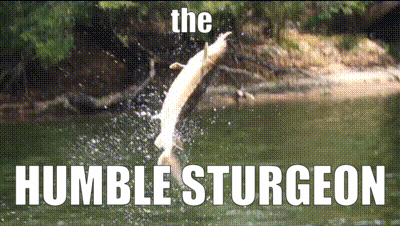 the HUMBLE sturgeon uwu